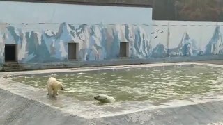 ヤクーツク動物園のコルィマーナとアルマスの近況 (Aug01_2020)