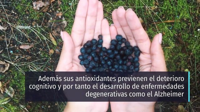 8 propiedades y beneficios de los arándanos