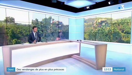 Gard : des vendanges de plus en plus précoces