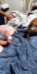 Very Protective Puppy Dog Protects Baby