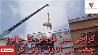 Bull Fell Off From Crane In Karachi- movies Collection's