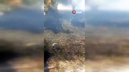 Balıkesir’den zeytinlik alanda yangın korkuttu