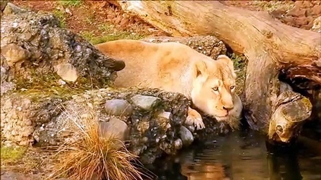 Wildlife Video - Animals Video - Best animals compilation - Forest Animals for Kids