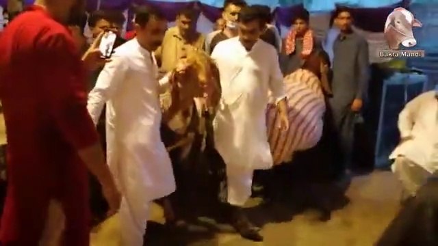 New World Record 310 Kg Big Makhi Cheena Goat Wins Faisalabad Bakra Show 2020