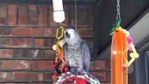Sweet talking parrot has a great pick-up line