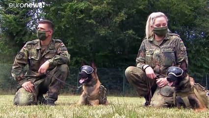 Download Video: Alemania logra que un grupo de sus perros rastreadores detecte el coronavirus