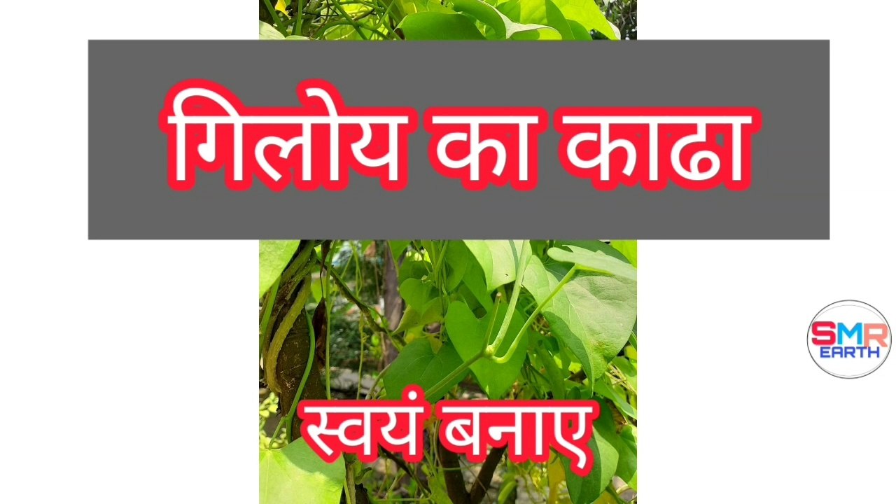 Giloy ka kadha