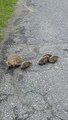 Cette maman hérisson aide ses petits à traverser la route et c'est adorable