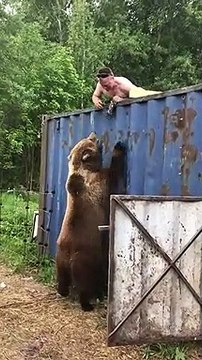 Ce russe joue avec un ours sauvage... pas si sauvage