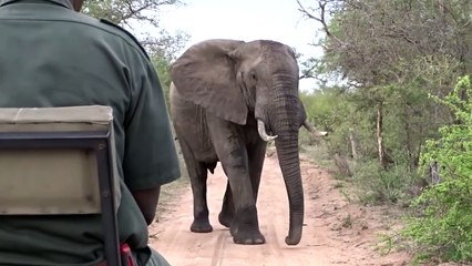 Il stoppe un éléphant avec un simple baton