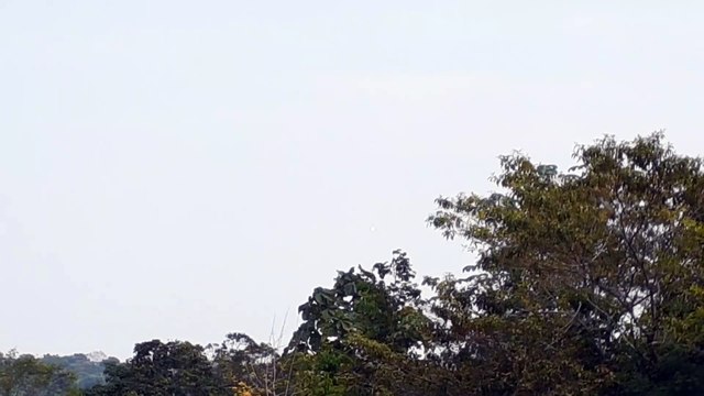 [SBEG Spotting]Airbus A320NEO PR-YSE na final antes de pousar em Manaus vindo de Campinas(02/08/2020)