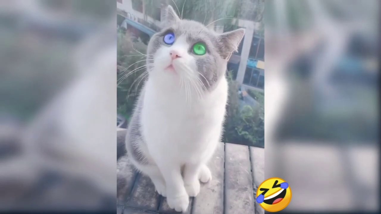 Funny cute kids Animals | awesome cat funny videos