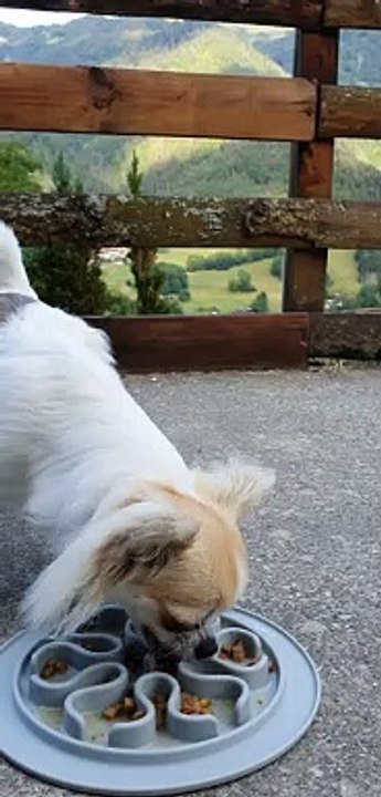 Diner "pattes blanches"