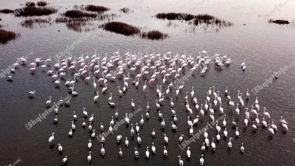 Spektakli i flamingove në bregdetin e Pish-Poros të Fierit, shtohet numri i tyre në lagunat tona
