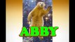 Happy Birthday Abby - Abby's Birthday Today - Have a Happy Birthday Abby