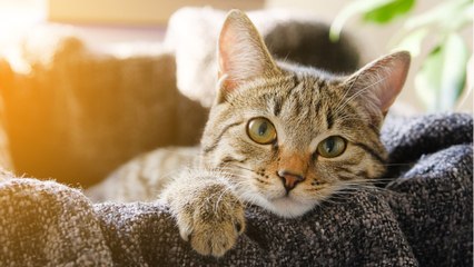 Things Every Cat Owner Should Do