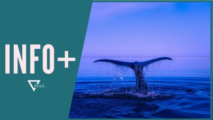 INFO+ / Balena 23 metra gjendet e ngordhur në breg - Vizion Plus