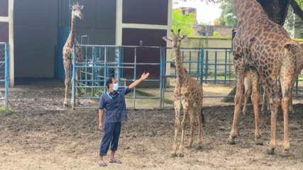 Top News - Në mungesë të vizitorëve/ Shumë lindje në kopështin zoologjik: Pa koment