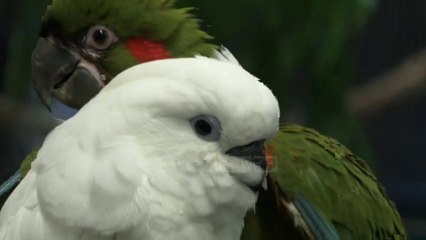 Top News - Parku në Singapor/ Dashuria e dy miqve me pupla