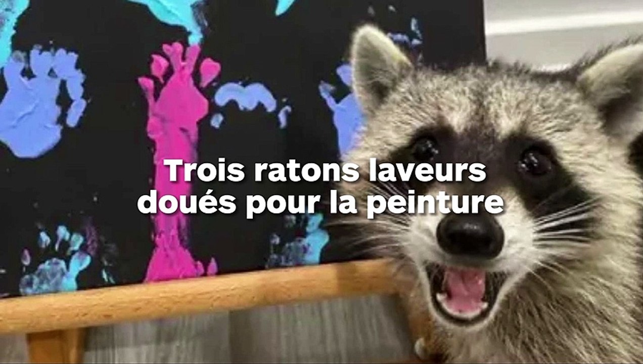 Des ratons laveurs artistes vendent leurs toiles