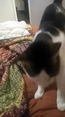 Kitty Likes to Play Fetch