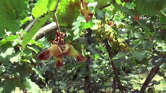 Fındık üreticisine emanete fındık verme uyarısı