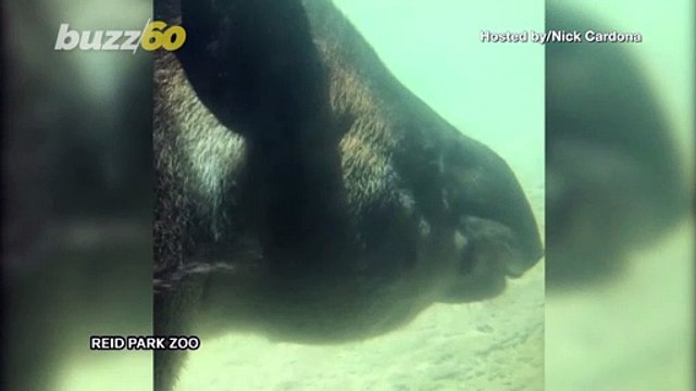 Must-See! Tapir Holds Her Breath Underwater in Impressive Video