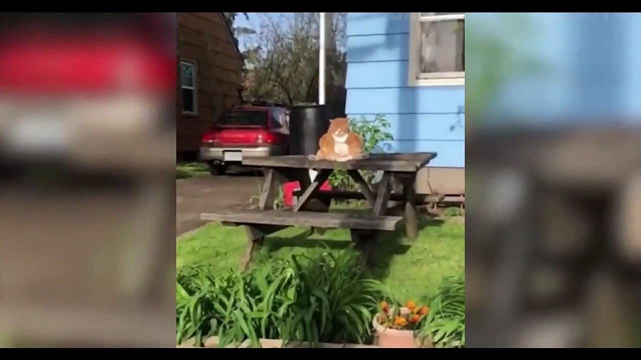 Funniest  Dogs and  Cats - Awesome and Funniest Animals