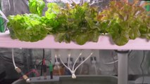 Building an Automated Hydroponic System