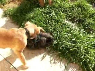 rencontre avec Guizmo 19fev08