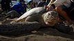 Indonesia releases 25 green sea turtles rescued from illegal traffickers