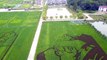 Chinese villager grows crops to form images of coronavirus heroes
