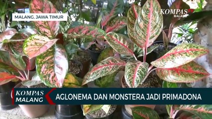 Video herunterladen: Warga Buru Tanaman Hias, Aglonema dan Monstera Jadi Primadona