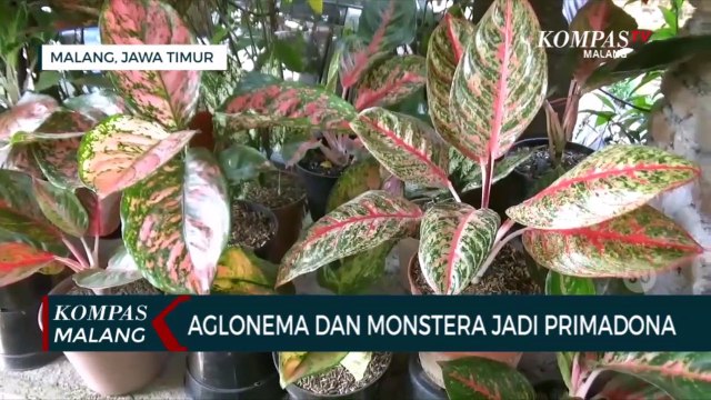 Warga Buru Tanaman Hias, Aglonema dan Monstera Jadi Primadona