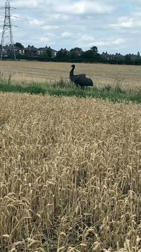 Escaped emu spotted on the loose in Doncaster