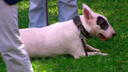 bd-beneficios-de-adoptar-una-mascota-060820