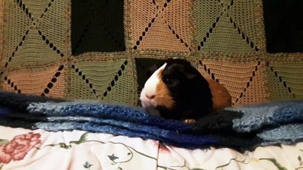 CAVIA PORCELLUS PARSLEY 20190829_070632