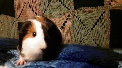 CAVIA PORCELLUS TURMERIC 20190829_070754