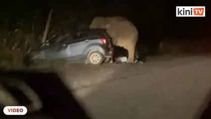 Gajah mengamuk pijak kereta, lima individu selamat