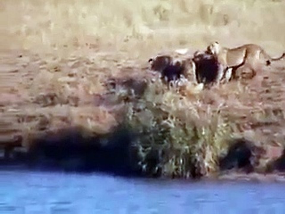 Tiger attacked a small kid buffalo