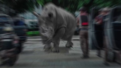 10 Wild Animals That ESCAPED From The Zoo!