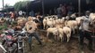 le coût élevé ds moutons sur le marché