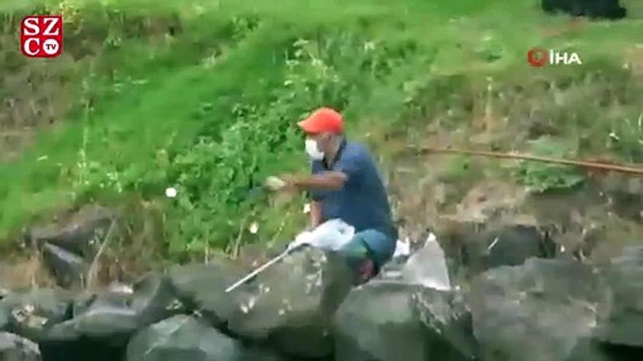 Kuğu ile balıkçıların dostluğu