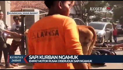 Sapi Ngamuk - 4 Motor Rusak