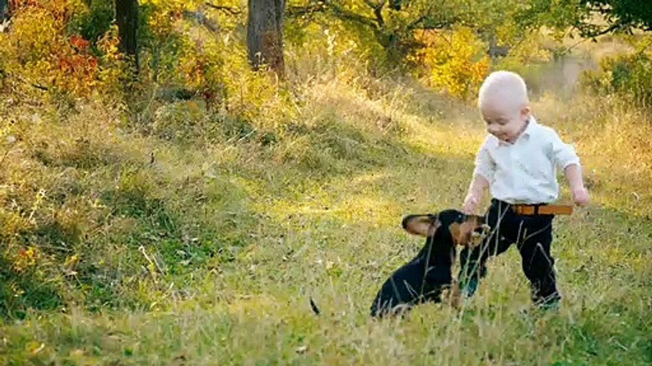 Man's Best Friend Dog Video Compilation video Dailymotion