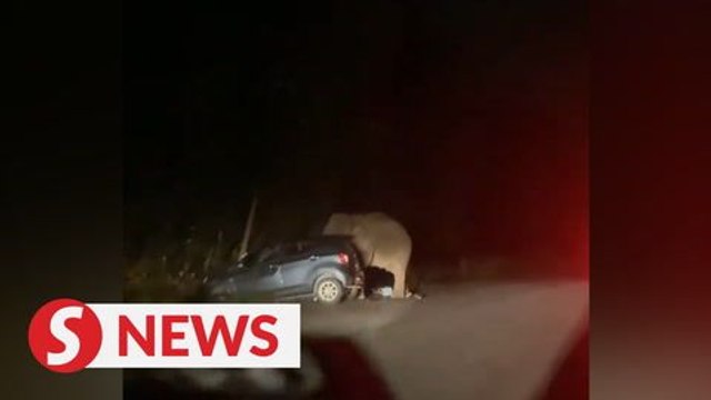 Car honk riles elephant, stomps bonnet, five escape unhurt