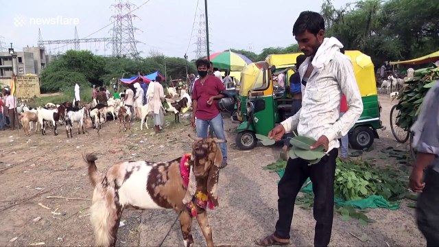 Hundreds of goats brought to New Delhi during Eid despite coronavirus restrictions