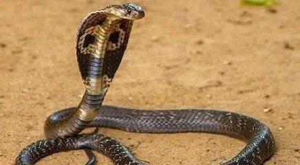 बेडरूम में सो रहे थे दंपति तभी कमरे में निकले एक के बाद एक 45 कोबरा सांप