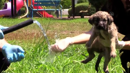 Sıcaklık stresine giren hayvanlara 'sulu' çözüm - ANTALYA