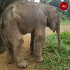 Bannerghatta Biological Park welcomes baby elephant